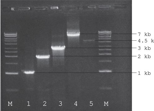 ReadyMix &#8482; Taq PCR 反应混合物 with MgCl2