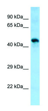 Anti-Sgms1 antibody produced in rabbit affinity isolated antibody