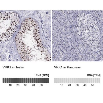 抗-VRK1 兔抗 Prestige Antibodies&#174; Powered by Atlas Antibodies, affinity isolated antibody, buffered aqueous glycerol solution