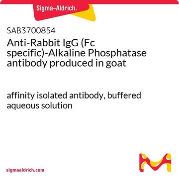 Anti-Rabbit IgG (Fc specific)-Alkaline Phosphatase antibody produced in goat affinity isolated antibody, buffered aqueous solution