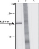 Anti-Rubicon antibody, Mouse monoclonal clone RB-145, purified from hybridoma cell culture