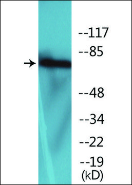 Anti-phospho-LIMK2 (pThr505) antibody produced in rabbit affinity isolated antibody