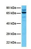 Anti-FZD8 antibody produced in rabbit affinity isolated antibody
