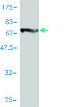 Monoclonal Anti-COL6A2 antibody produced in mouse clone 2C5-F2, purified immunoglobulin, buffered aqueous solution