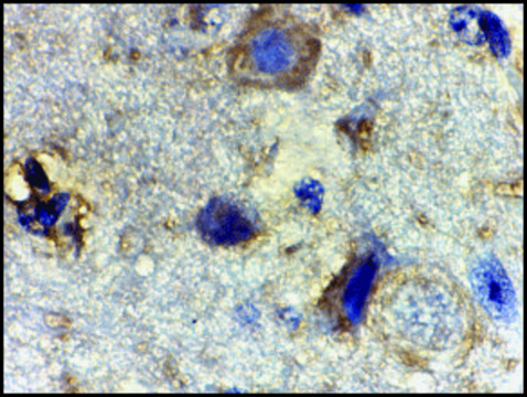 Anti-Rheb (ab2) antibody produced in rabbit affinity isolated antibody, buffered aqueous solution