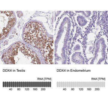 Anti-DDX4 antibody produced in rabbit Prestige Antibodies&#174; Powered by Atlas Antibodies, affinity isolated antibody, buffered aqueous glycerol solution