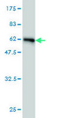 Monoclonal Anti-HHEX antibody produced in mouse clone 1A5, purified immunoglobulin, buffered aqueous solution