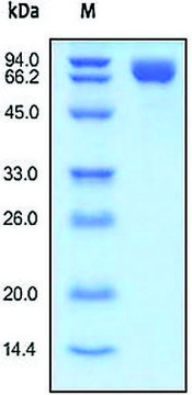 PDGFRb/CD140b human recombinant, expressed in HEK 293 cells, &#8805;95% (SDS-PAGE)