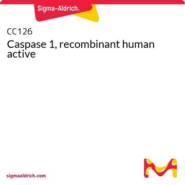 Caspase 1, recombinant human active