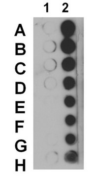 Anti-phospho CENP-T (Ser47) Antibody from rabbit, purified by affinity chromatography