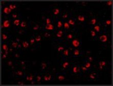 抗 OTUD4 兔抗 affinity isolated antibody, buffered aqueous solution