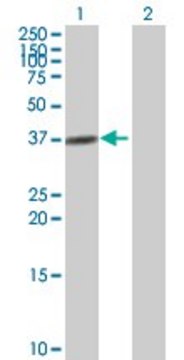 Anti-ADH4 antibody produced in mouse purified immunoglobulin, buffered aqueous solution