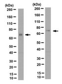 Anti-ZBTB7A Antibody, clone 13E9 clone 13E9, from hamster(Armenian)