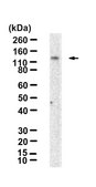 Anti-ERK5 Antibody, clone 2H15 ZooMAb® Rabbit Monoclonal recombinant, expressed in HEK 293 cells