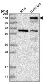 Anti-PALLD antibody produced in rabbit Prestige Antibodies® Powered by Atlas Antibodies, affinity isolated antibody