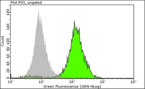 Anti-Nuclei Antibody, clone 3E1.3 clone 3E1.3, Chemicon&#174;, from mouse