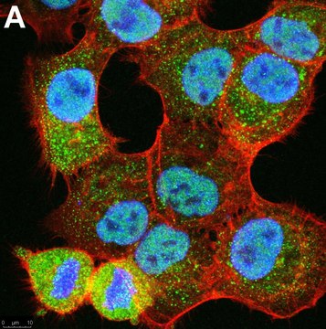 抗-泛素抗体K48特异性抗体，克隆Apu2，ZooMAb&#174;兔单克隆抗体 recombinant, expressed in HEK 293 cells