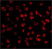 Anti-FGF4 antibody produced in rabbit affinity isolated antibody, buffered aqueous solution