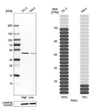 Anti-RRS1 antibody produced in rabbit Prestige Antibodies&#174; Powered by Atlas Antibodies, affinity isolated antibody, buffered aqueous glycerol solution