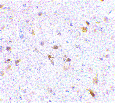 抗-PDL-2 兔抗 affinity isolated antibody, buffered aqueous solution