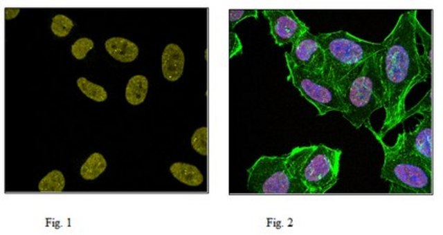 Anti-monomethyl Histone H4 (Lys20) Antibody, Alexa Fluor&#8482; 647 Conjugate 0.5&#160;mg/mL, from rabbit