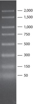 PCR 50 - 2,000 bp 标记物 for electrophoresis of PCR fragments