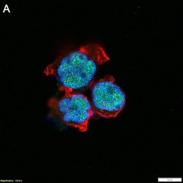 Anti-RUNX1 Antibody, clone 1C18 ZooMAb&#174; Rabbit Monoclonal recombinant, expressed in HEK 293 cells