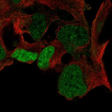 Anti-SOX3 antibody produced in rabbit Prestige Antibodies&#174; Powered by Atlas Antibodies, affinity isolated antibody