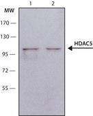 Anti-Histone Deacetylase 5 (HDAC5) (NA-16) antibody produced in rabbit affinity isolated antibody, buffered aqueous solution