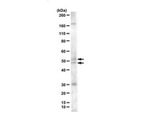 Anti-Zic1/2 from rabbit