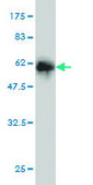 Monoclonal Anti-GTF2I antibody produced in mouse clone 3E2, purified immunoglobulin, buffered aqueous solution