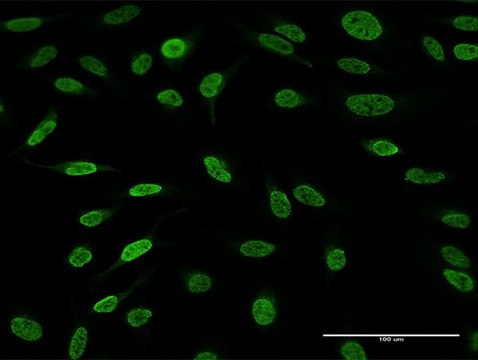 Anti-AFF4 antibody produced in rabbit purified immunoglobulin, buffered aqueous solution