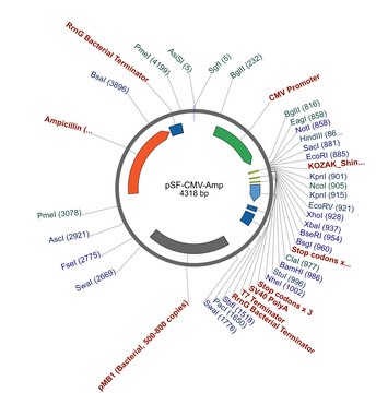 PSF-CMV-AMP - CMV PROMOTER PLASMID plasmid vector for molecular cloning