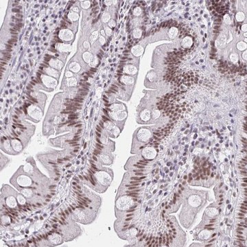 Anti-IRF7 antibody produced in rabbit Prestige Antibodies&#174; Powered by Atlas Antibodies, affinity isolated antibody, buffered aqueous glycerol solution