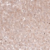 Monoclonal Anti-Tmem123 Antibody Produced In Mouse Prestige Antibodies® Powered by Atlas Antibodies, clone CL14381, affinity isolated antibody, buffered aqueous glycerol solution