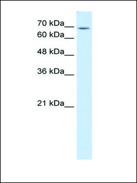 Anti-USP48 (AB1) antibody produced in rabbit affinity isolated antibody