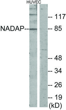 Anti-NADAP antibody produced in rabbit affinity isolated antibody