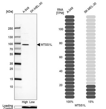 Anti-MTSS1L antibody produced in rabbit Prestige Antibodies&#174; Powered by Atlas Antibodies, affinity isolated antibody