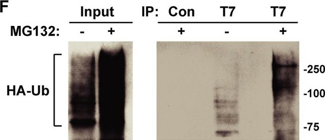 抗-HA 兔抗 affinity isolated antibody, buffered aqueous solution