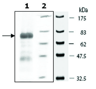 MNK1 active human recombinant, expressed in baculovirus infected Sf9 cells, &#8805;70% (SDS-PAGE)