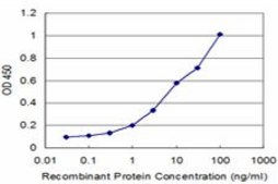 Monoclonal Anti-NEK2 antibody produced in mouse clone 2A10, purified immunoglobulin, buffered aqueous solution