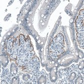 Monoclonal Anti-ITGB4 antibody produced in mouse Prestige Antibodies® Powered by Atlas Antibodies, clone CL6972, purified immunoglobulin, buffered aqueous glycerol solution