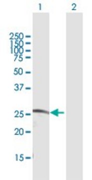 Anti-CDC42EP2 antibody produced in rabbit purified immunoglobulin, buffered aqueous solution