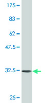 Monoclonal Anti-INPP4B antibody produced in mouse clone 3F2, purified immunoglobulin, buffered aqueous solution