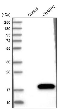 抗-CRABP2 兔抗 Prestige Antibodies&#174; Powered by Atlas Antibodies, affinity isolated antibody, buffered aqueous glycerol solution