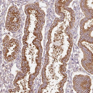 Anti-SCNM1 antibody produced in rabbit Prestige Antibodies&#174; Powered by Atlas Antibodies, affinity isolated antibody, buffered aqueous glycerol solution