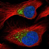 Anti-PCOLCE antibody produced in rabbit Prestige Antibodies® Powered by Atlas Antibodies, affinity isolated antibody