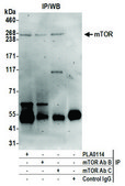 Rabbit anti-mTOR Antibody, Affinity Purified Powered by Bethyl Laboratories, Inc.
