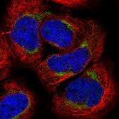 Anti-ARMC1 antibody produced in rabbit Prestige Antibodies® Powered by Atlas Antibodies, affinity isolated antibody, buffered aqueous glycerol solution