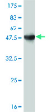 ANTI-ATF3 antibody produced in mouse clone 8D8, purified immunoglobulin, buffered aqueous solution